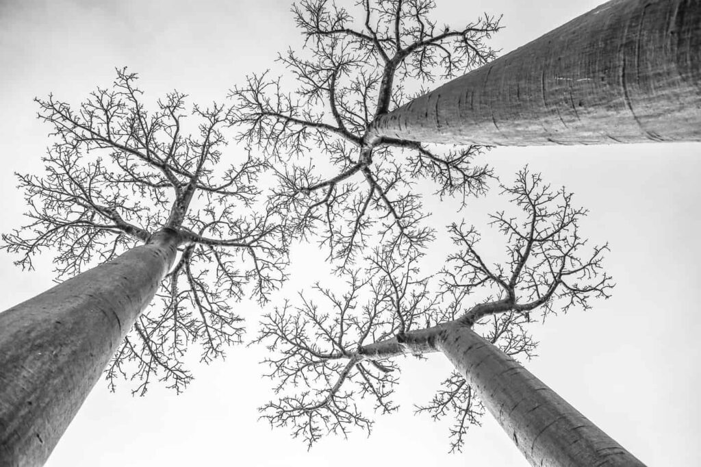 Baobabs endémiques de Madagascar, Adansonia-Grandidieri. Unique au monde